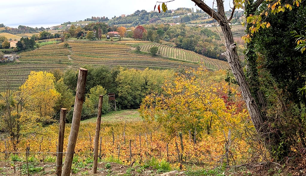 Impression der Weinregion Friaul. Foto: Carola Faber