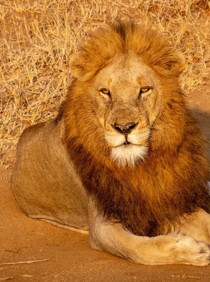 Foto: The Royal Portfolio