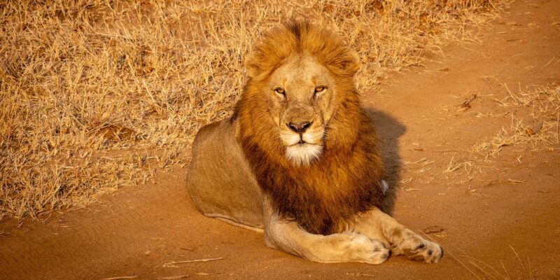 Foto: The Royal Portfolio