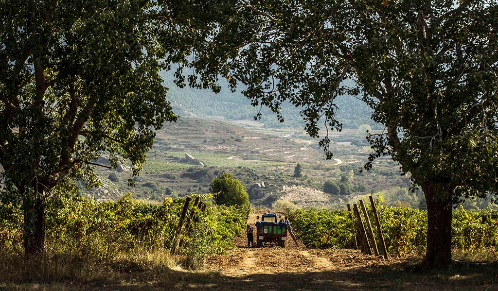 Ernte in Rioja. Foto: CRR Rioja