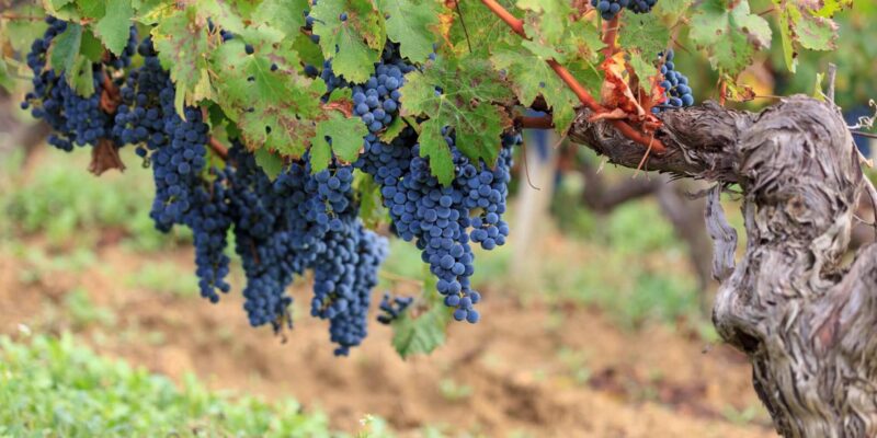 Foto: Tasca d`Almerita / Benedetto Tarantino