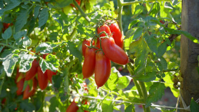 Foto: Konsortium zum Schutz der S. Marzano-Tomate