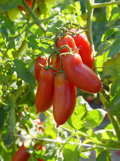 Foto: Konsortium zum Schutz der S. Marzano-Tomate