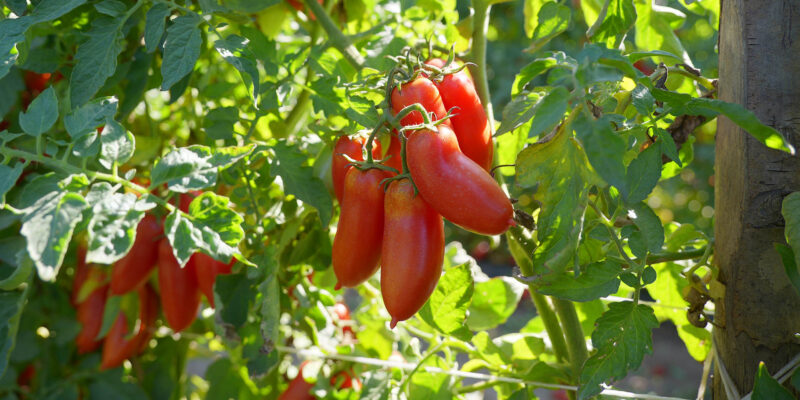 Foto: Konsortium zum Schutz der S. Marzano-Tomate