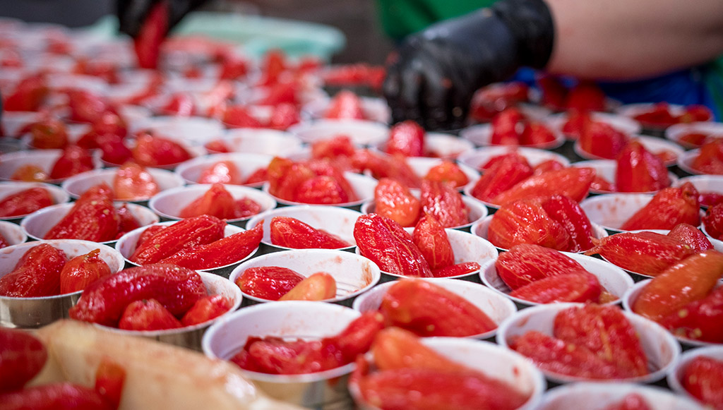 Die San-Marzano-DOP im Herstellungsprozess. Foto: Konsortium zum Schutz der S. Marzano-Tomate