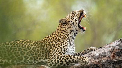 Foto: Felix Studios Kirkmans Kamp