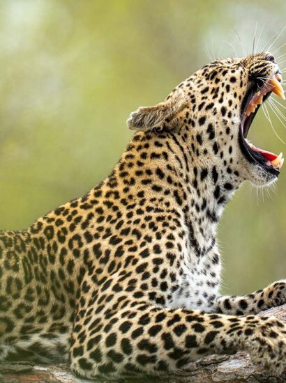 Foto: Felix Studios Kirkmans Kamp