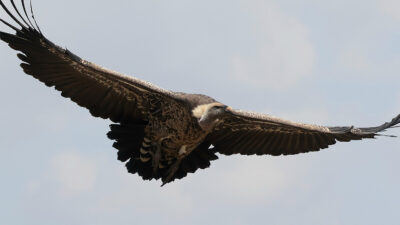 Foto: Royal Commission for AlUla