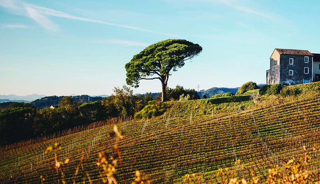 Das Weingut Terenzuola. Foto: Terenzuola