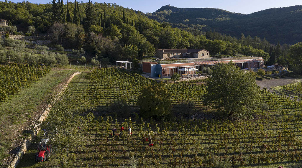 Weingut Riecine - Erntezeit. Foto: Riecine