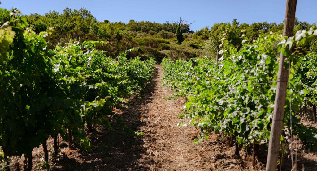 Rebfläche des Weinguts. Foto: La Casaccia di Franceschi