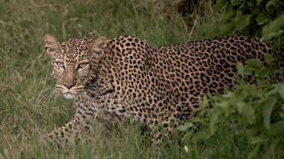 Foto: Sala’s Camp - The Safari Collection