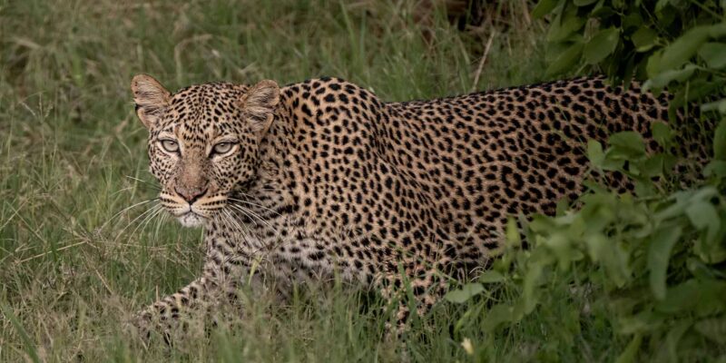 Foto: Sala’s Camp - The Safari Collection