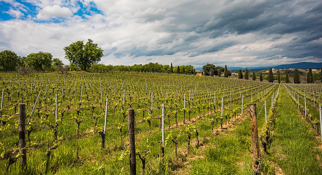 Rebfläche des Weinguts. Foto: Poderi Boscarelli