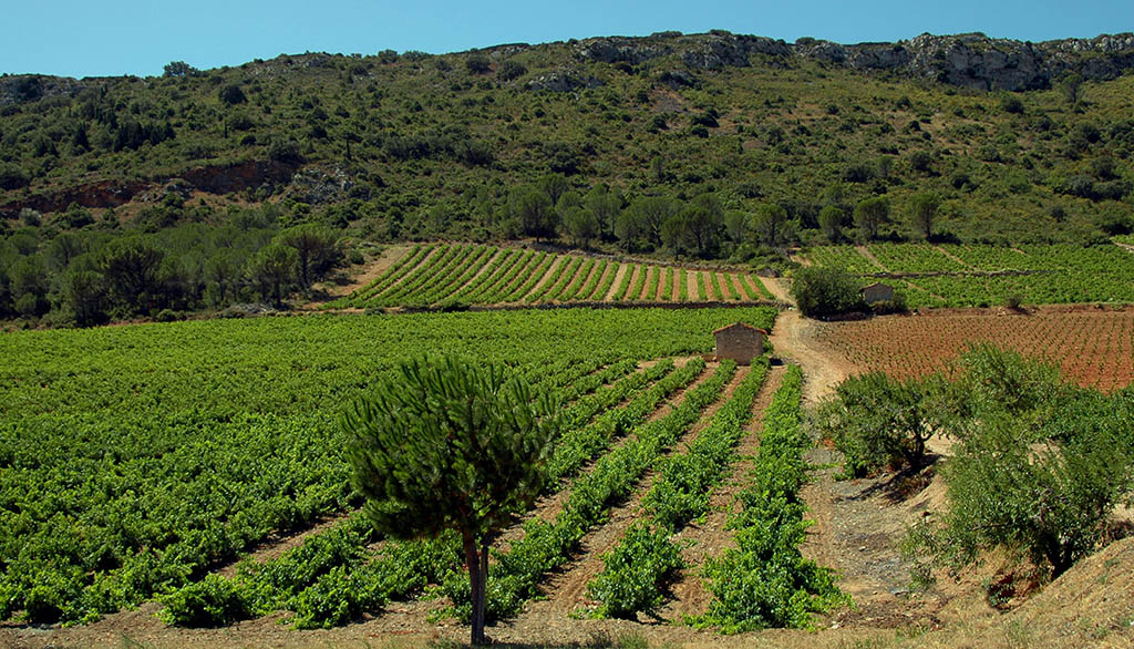 Rebfläche in Latour-de-France in der südfranzösischen Region Okzitanien. Foto: civr