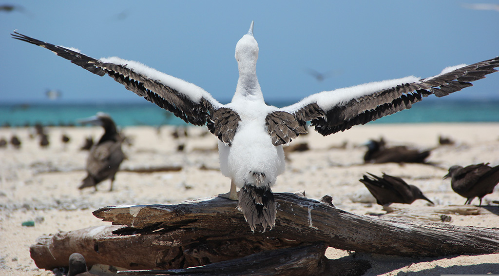 Auch an Land begeistert die Tierwelt. Foto: pixabay