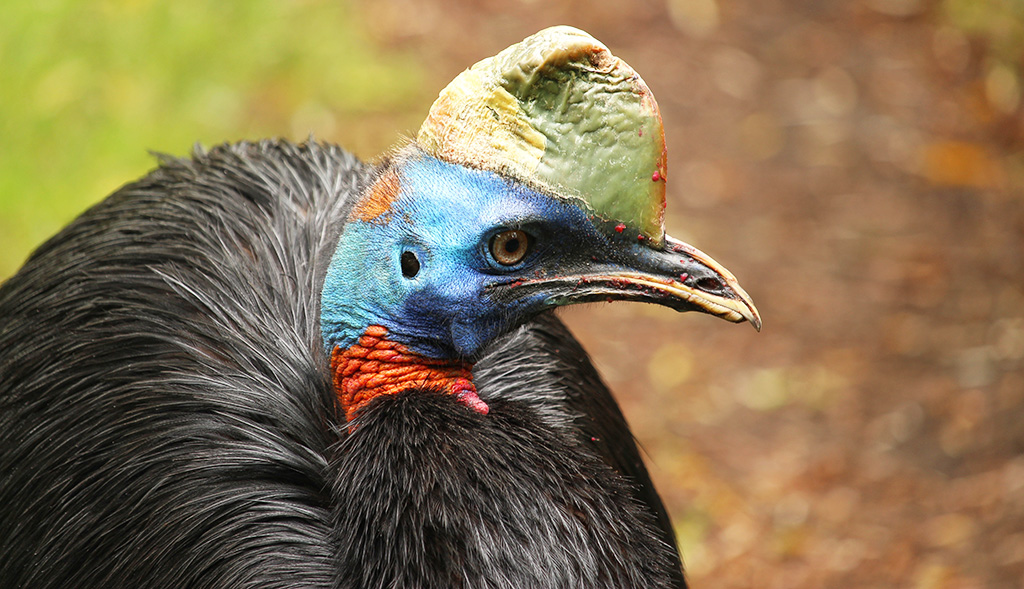 Der Rothalskasuar oder Goldhalskasuar, ist eine große flugunfähige Vogelart aus der Familie der Casuariidae. Foto: pixabay