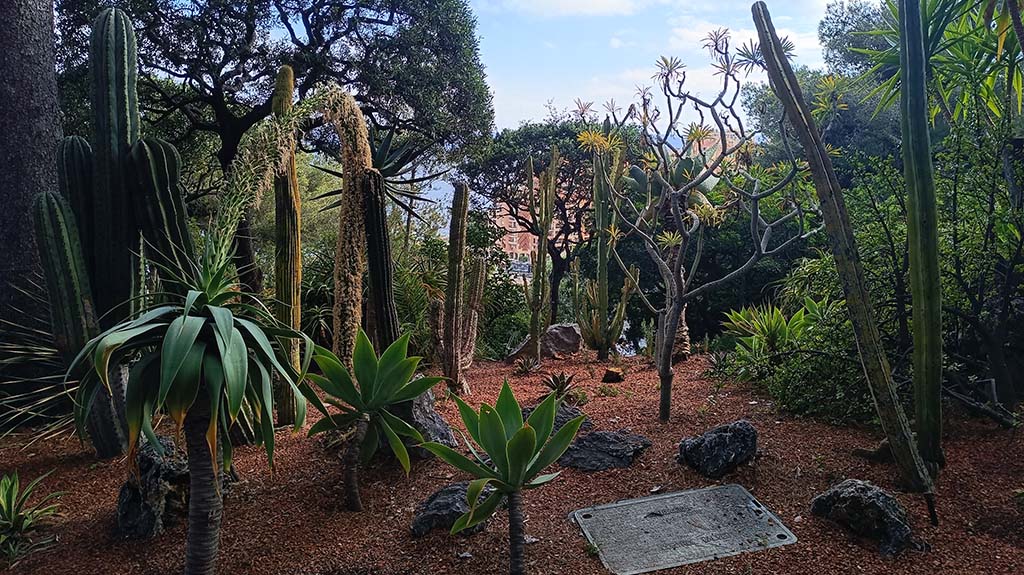 Kakteen und diversen mediterranen Pflanzen sind im Garten zu bewundern. Foto: Michael Schabacker
