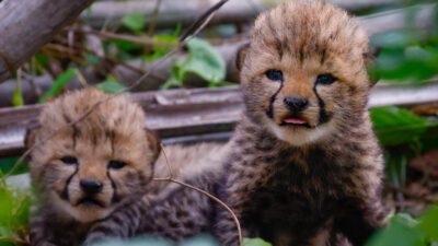 wieder anzusiedeln.  Foto: Lolelunga Private Reserve