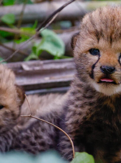 wieder anzusiedeln.  Foto: Lolelunga Private Reserve