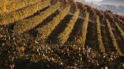 Foto: Consorzio del Nizza DOCG