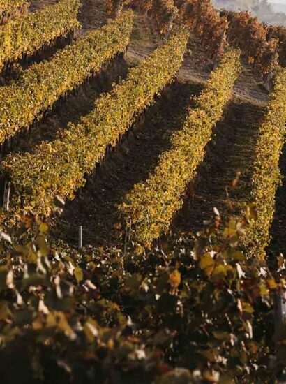 Foto: Consorzio del Nizza DOCG
