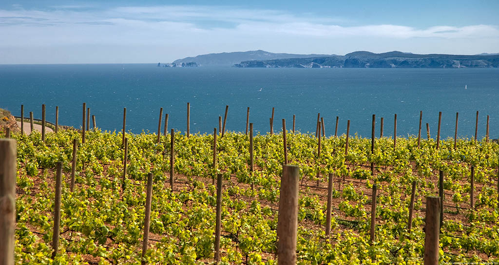 Weinbau direkt am Meer. Foto: PTCBG