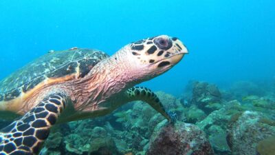 Foto: Tobago Tourism Agency Ltd
