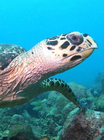 Foto: Tobago Tourism Agency Ltd