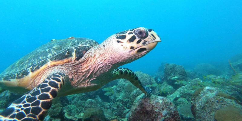 Foto: Tobago Tourism Agency Ltd