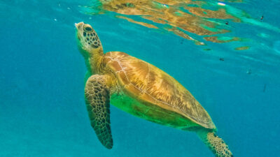 Foto: Niva Kuramathi