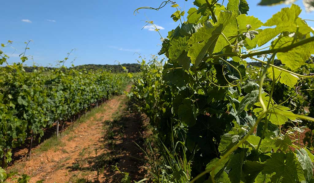 Weinfeld des Château Saint-Martin de la Garrigue. Foto: Carola Faber