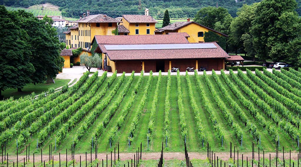 Weinfeld vor der Tenuta San Leonardo. Foto: Jürgen Sorges