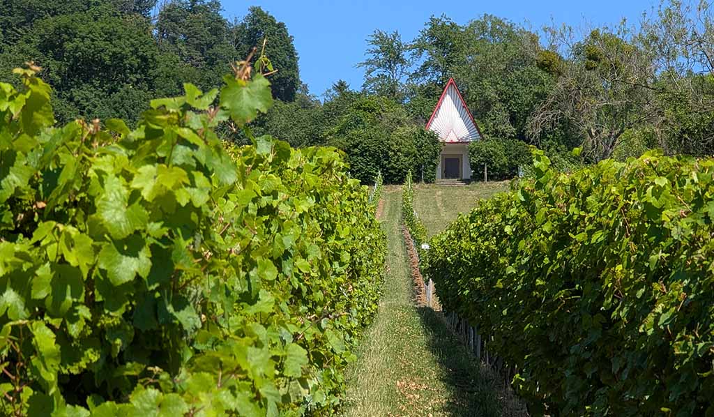 Rebfläche Heppenheim Bergstraße. Foto: Carola Faber