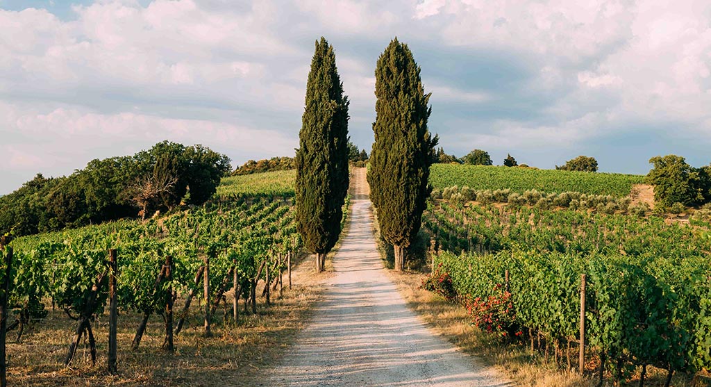 Weinberge „Vecchie Terre di Montefili“. Foto: Montefili