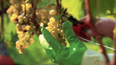 Foto: Weingut Zang
