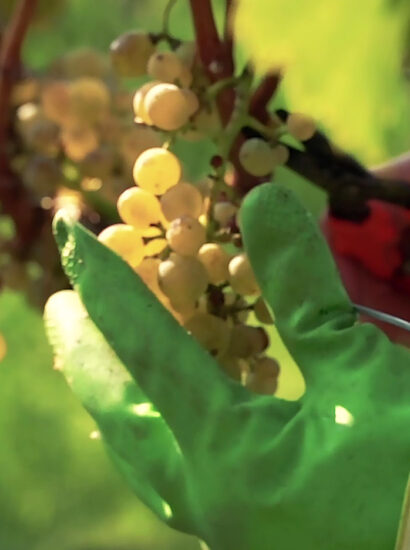 Foto: Weingut Zang