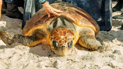 Foto: Larry Blackburn / Florida Keys & Key West