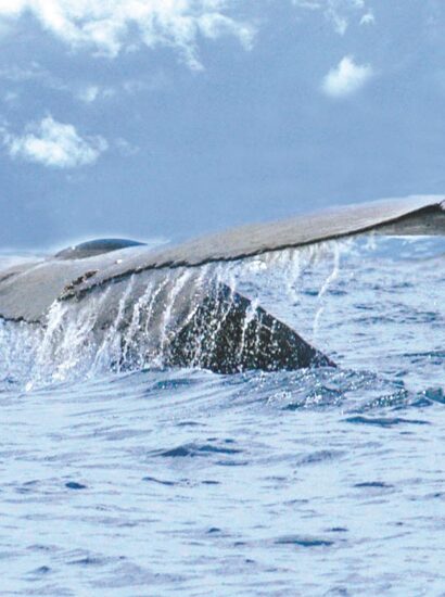 Foto: Costa rica tourism board