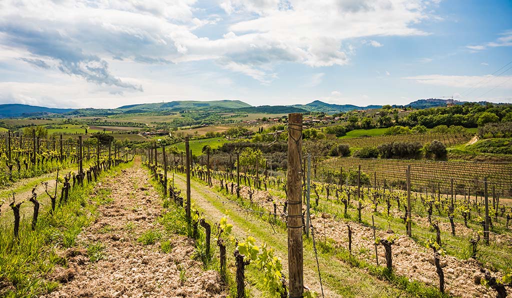 Rebfläche von Poderi Boscarelli. Foto: Poderi Boscarelli