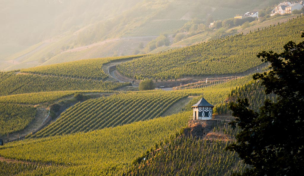 Weinberg im Licht. Foto: Dr. H. Thanisch, Erben Müller-Burggraef