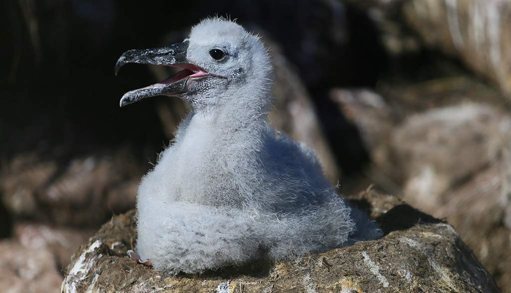 Albatros Küken auf den Falkland Inseln. Foto: Frank Sistenich