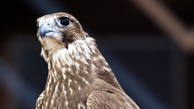 Foto: National Center for Falcons (NCF)