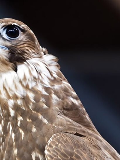 Foto: National Center for Falcons (NCF)