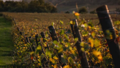 Foto: Poderi dal Nespoli