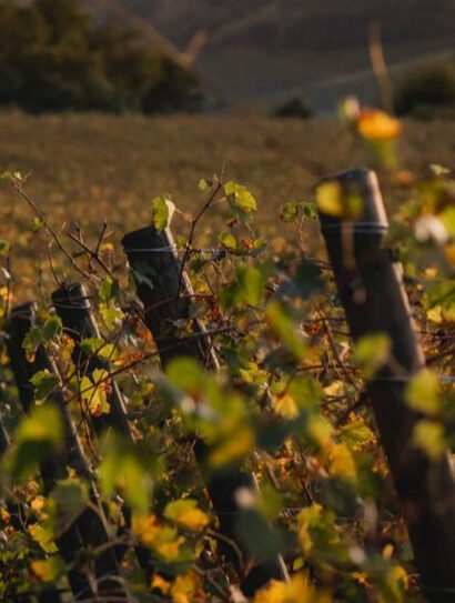 Foto: Poderi dal Nespoli